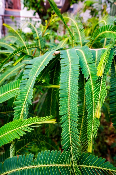 Primer Plano Gooseberry Indio Phyllanthus Emblica Hojas Planta Jardín Indio —  Fotos de Stock