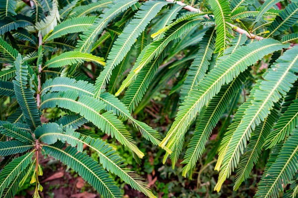 Primer Plano Gooseberry Indio Phyllanthus Emblica Hojas Planta Jardín Indio —  Fotos de Stock