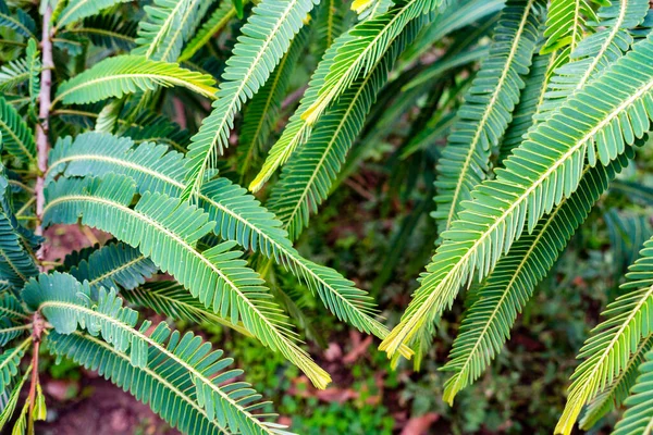 Egy Közeli Felvétel Indiai Egres Phyllanthus Emblica Növény Levelek Egy — Stock Fotó