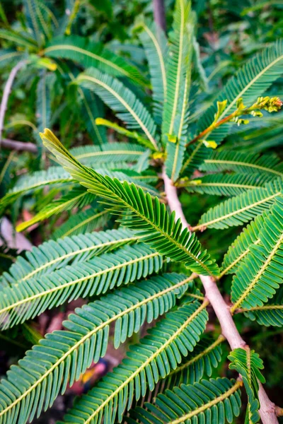 Eine Nahaufnahme Der Indischen Stachelbeere Phyllanthus Emblica Pflanzt Blätter Einem — Stockfoto