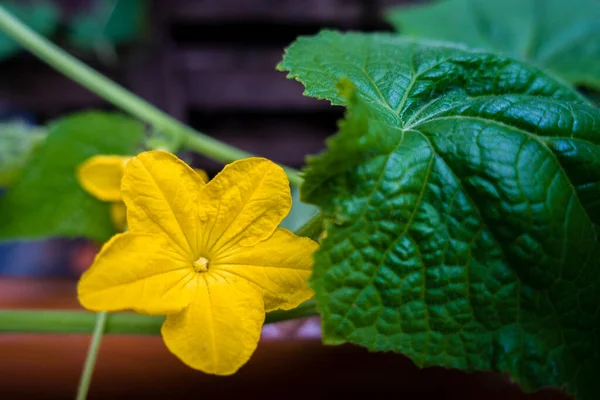 Zbliżenie Strzał Dyni Winorośli Liśćmi Pełnym Kwitnącym Żółtym Kwiatem Indie — Zdjęcie stockowe
