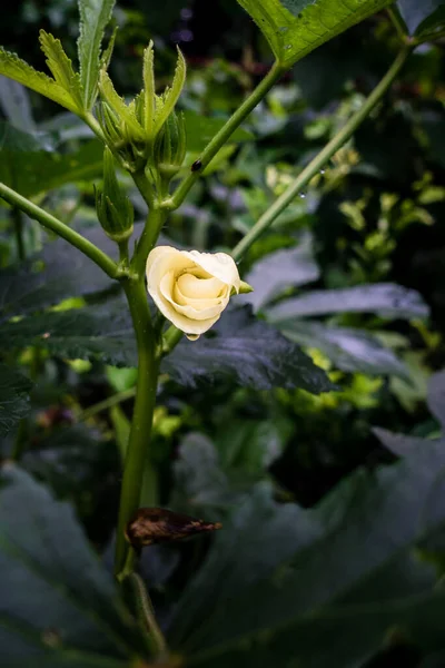 Zbliżenie Zdjęcie Okra Abelmoschus Esculentusflower Kwitnący Indyjskim Ogrodzie Kwiaty Okra — Zdjęcie stockowe