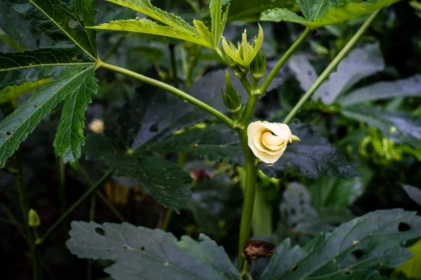 Eine Nahaufnahme Von Okra Abelmoschus Esculentusflower Die Indischen Garten Blüht — Stockfoto