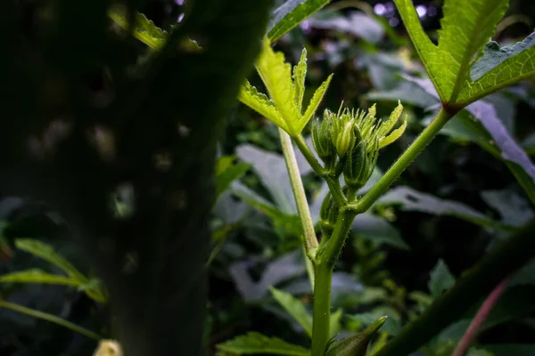 Zbliżenie Zdjęcie Okra Abelmoschus Esculentusflower Kwitnący Indyjskim Ogrodzie Kwiaty Okra — Zdjęcie stockowe