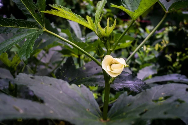Eine Nahaufnahme Von Okra Abelmoschus Esculentusflower Die Indischen Garten Blüht — Stockfoto