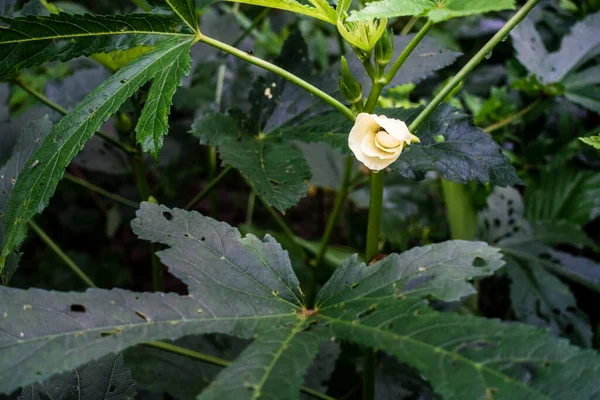 Zbliżenie Zdjęcie Okra Abelmoschus Esculentusflower Kwitnący Indyjskim Ogrodzie Kwiaty Okra — Zdjęcie stockowe