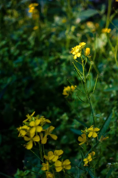 Closeup Shot Mustard Plant Blooming Yellow Flowers Leaves Seeds Indian — Stockfoto