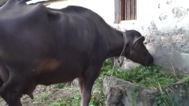 Hindistan 'ın kuzeyindeki Himalaya bölgesinde ot yiyen evcil su bufalolarının yakın çekim videosu..