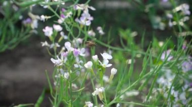 Arılar nektar arayışında çiçeklerin etrafında vızıldar. Arılar çiçeklerin etrafında dolaşır. Arılar çiçekleri sever çünkü nektar ve polenle beslenirler..
