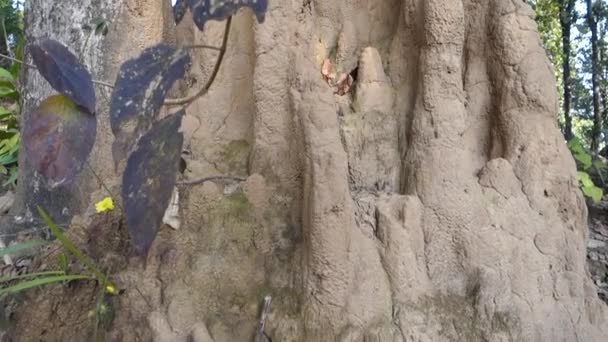 Eine Nahaufnahme Eines Großen Ameisenhügels Oder Termitenhügels Wald Das Aufgeschüttete — Stockvideo