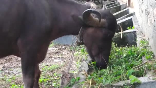 Close Video Clip Domestic Water Buffalo Northern Himalayan Region India — Stock Video