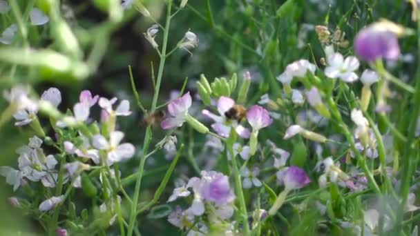 Les Abeilles Bourdonnent Autour Des Fleurs Dans Leur Quête Nectar — Video