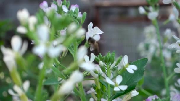 Μέλισσες Βουίζουν Γύρω Από Λουλούδια Στην Αναζήτησή Τους Για Νέκταρ — Αρχείο Βίντεο