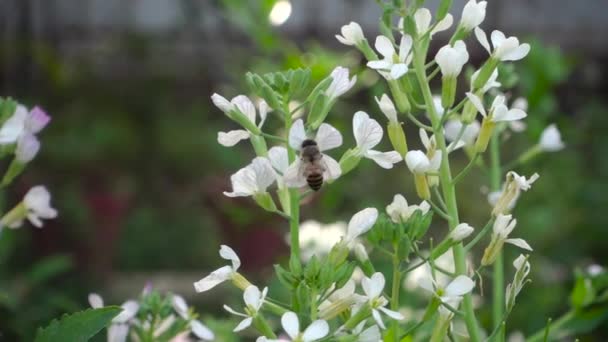 Bijen Zoemen Rond Bloemen Hun Zoektocht Naar Nectar Bijen Zweven — Stockvideo