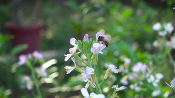 Bin Surrar Runt Blommor Sitt Sökande Efter Nektar Bin Svävar — Stockvideo