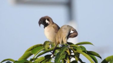 Sarı havalandırmalı bulbul çifti yakından çek. Sarı delikli bülbül (Pycnonotus goiavier) veya doğu sarı delikli bulbul, yoldan geçen kuş familyasının bir üyesidir..