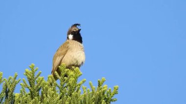 Gökyüzü açık, izole edilmiş sarı bir bülbül kuşunun yakın çekim videosu. Bulbul (Pycnonotus goiavier), ya da doğu bulbul, yoldan geçen kuşlar familyasının bir üyesidir..