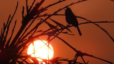Akşam gökyüzüne karşı ağaçtan ve yapraklardan oluşan bir siluet..