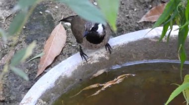 İzole edilmiş sarı delikli bulbul kuşunun su içtiği yakın çekim videosu. Bulbul (Pycnonotus goiavier) ya da doğu bulbul, yoldan geçen kuş familyasının bir üyesidir..