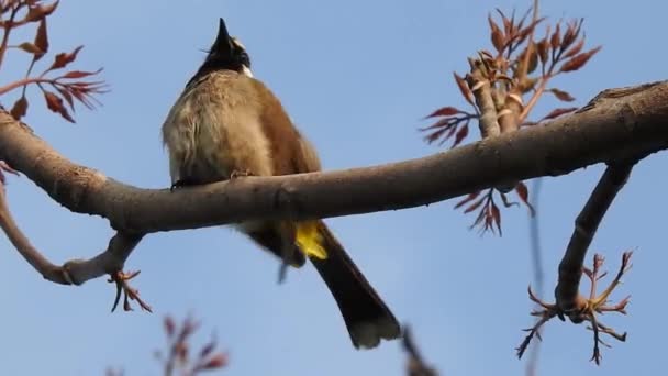 정글에서 하늘을 외진노란 불새의 모습을 비디오가 Pycnonotus Goiavier Bubul 바닷새의 — 비디오