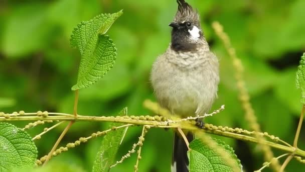 Zblízka Video Izolovaného Žlutého Odvětrávaného Bulbul Ptáka Džungli Průzračným Nebem — Stock video