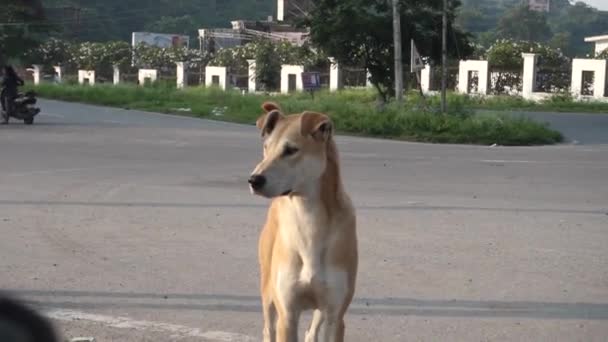 Een Voorgrond Video Van Een Bewegende Straat Hond India — Stockvideo