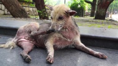Bir köpek kaşınıyor. Pruritus 'lu bir köpeğin yakın çekimi. Pruritusu olan bir köpek tüylerini kaybederek aşırı derecede kaşınır, ısırır ya da derisini yalar..