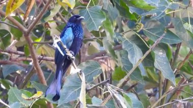 Hindistan ormanlarındaki bir ağaç dalındaki Drongo kuşunun yakın çekim videosu. Drongolar, Dicruridae familyasından, Eski Dünya tropik kuşlarının gelip geçen kuşlarıdır..