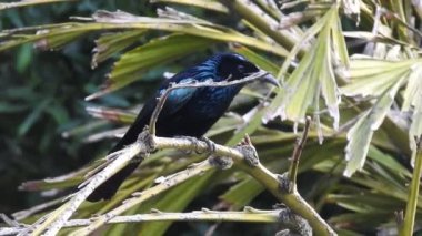 Hindistan ormanlarındaki bir ağaç dalındaki Drongo kuşunun yakın çekim videosu. Drongolar, Dicruridae familyasından, Eski Dünya tropik kuşlarının gelip geçen kuşlarıdır..