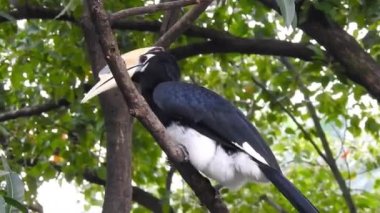 Ormanda ağaçlardan tohum yiyen Anthracoceros albirostris adlı oryantal boynuz gagasının yakın plan çekimi. Sunda pied and Malezya pied hornbill. Uttarakhand Hindistan
