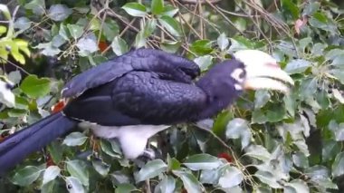 Ormanda ağaçlardan tohum yiyen Anthracoceros albirostris adlı oryantal boynuz gagasının yakın plan çekimi. Sunda pied and Malezya pied hornbill. Uttarakhand Hindistan