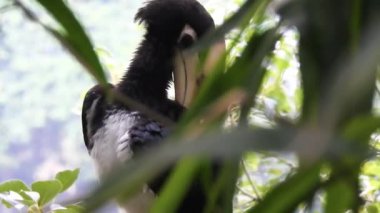Ormanda ağaçlardan tohum yiyen Anthracoceros albirostris adlı oryantal boynuz gagasının yakın plan çekimi. Sunda pied and Malezya pied hornbill. Uttarakhand Hindistan