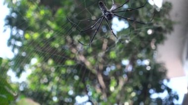A close up shot of Nephila pilipes ,northern golden orb weaver or giant golden orb weaver is a species of golden orb-web spider. The N. pilipes golden web is vertical with a fine irregular mesh.
