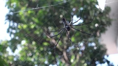 A close up shot of Nephila pilipes ,northern golden orb weaver or giant golden orb weaver is a species of golden orb-web spider. The N. pilipes golden web is vertical with a fine irregular mesh.