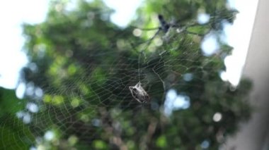 A close up shot of golden orb weaver spider approaching a bee stuck on its web. Nephila pilipes ,northern golden orb weaver or giant golden orb weaver is a species of golden orb-web spider.