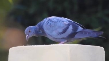 Çatıda bir çift güvercin. Columbidae güvercinler ve güvercinlerden oluşan bir kuş familyasıdır. Kolumbiformes tarikatındaki tek aile..