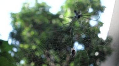 A close up shot of golden orb weaver spider approaching a bee stuck on its web. Nephila pilipes ,northern golden orb weaver or giant golden orb weaver is a species of golden orb-web spider.
