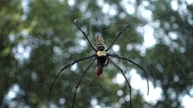 A close up shot of golden orb weaver spider eating a bee stuck on its web. Nephila pilipes ,northern golden orb weaver or giant golden orb weaver is a species of golden orb-web spider.