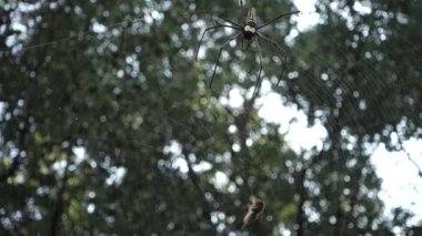 A close up shot of golden orb weaver spider approaching a bee stuck on its web. Nephila pilipes ,northern golden orb weaver or giant golden orb weaver is a species of golden orb-web spider.