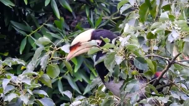 Close Shot Oriental Pied Hornbill Anthracoceros Albirostris Forest Eating Seed — Stock Video