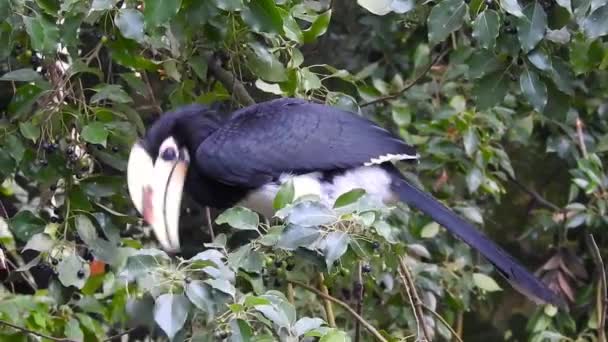 Tiro Close Hornbill Pied Oriental Anthracoceros Albirostris Floresta Comendo Sementes — Vídeo de Stock