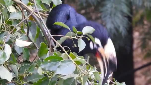 Close Shot Oriental Pied Hornbill Anthracoceros Albirostris Forest Eating Seed — Stock Video