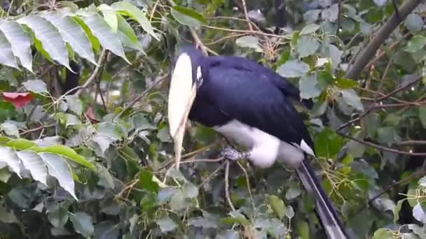 Primer Plano Avispón Oriental Anthracoceros Albirostris Bosque Comiendo Semillas Los — Vídeos de Stock