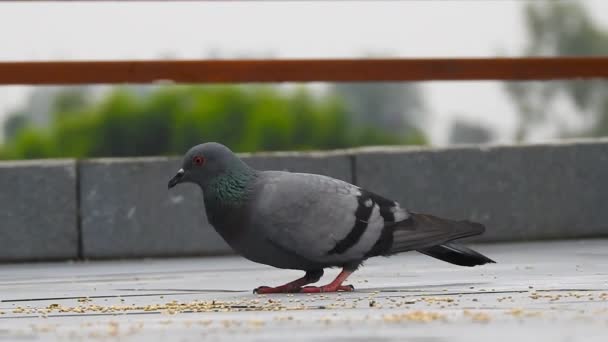 Pigeon Eating Left Food House Pigeon Columbidae Bird Family Consisting — Stock Video