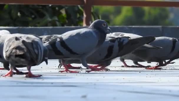 Stado Gołębi Jedzących Ziarno Dachu Domu India — Wideo stockowe