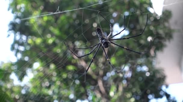 Plano Cercano Nephila Pilipes Tejedor Orbe Dorado Del Norte Tejedor — Vídeos de Stock