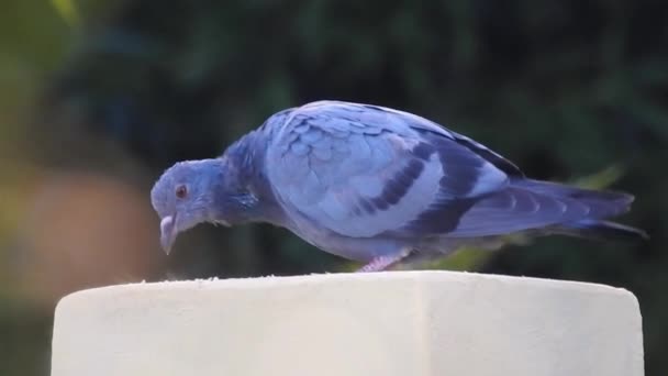 Ein Taubenpaar Auf Dem Dach Columbidae Ist Eine Vogelfamilie Bestehend — Stockvideo