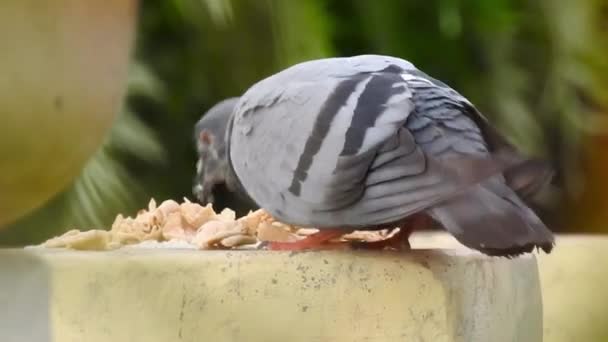 Ένα Περιστέρι Τρώει Πάνω Από Φαγητό Columbidae Είναι Μια Οικογένεια — Αρχείο Βίντεο