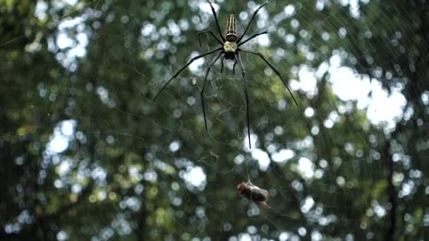 거미가 거미줄에 벌에게 접근하는 모습을 가까이 것이다 Nephila Pilipes North — 비디오