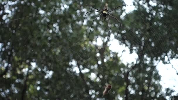 Close Shot Golden Orb Weaver Spider Approaching Bee Stuck Its — 图库视频影像